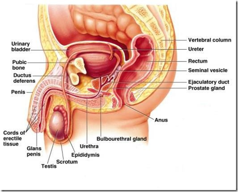 Human testosterone